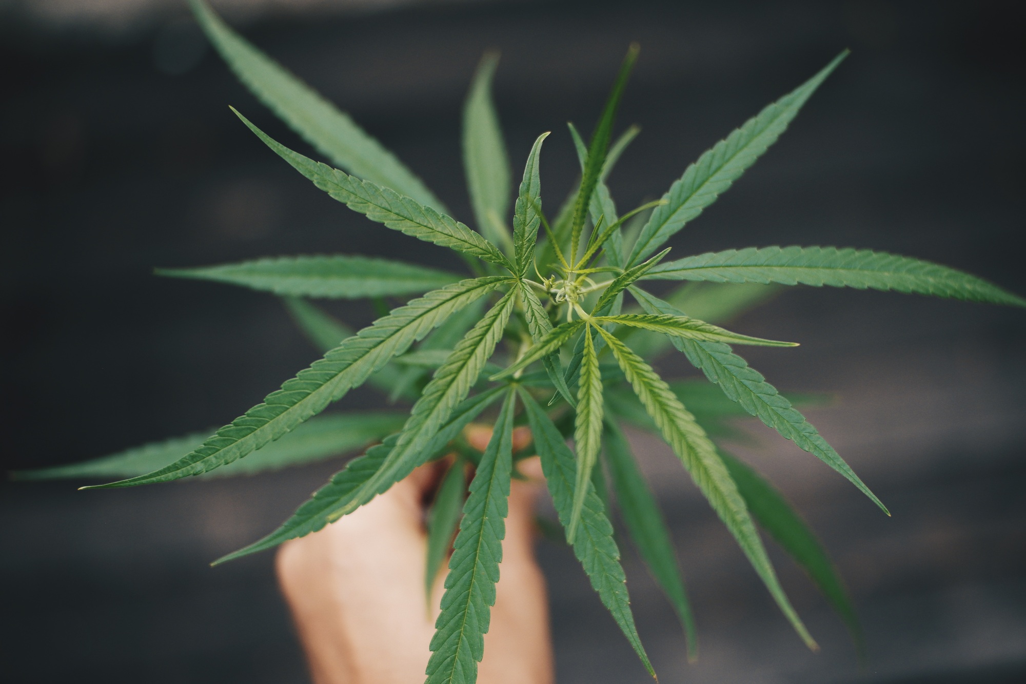 Hand hold cannabis leaf, growing marijuana plant concept Hand holding cannabis