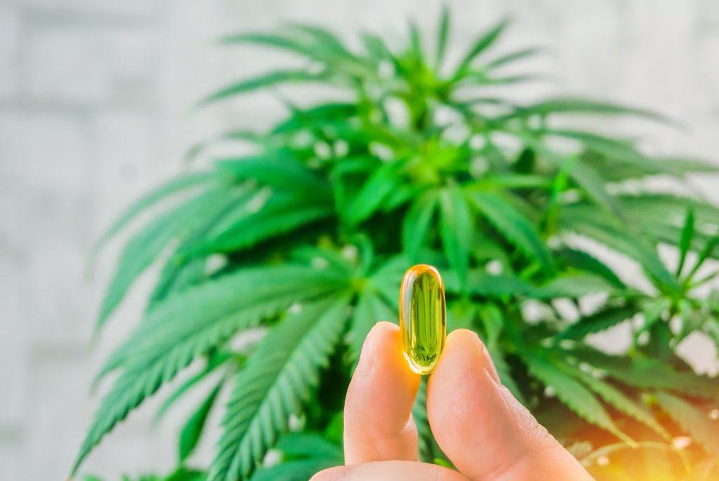 Hand holding cannabis oil capsules against marijuana plant