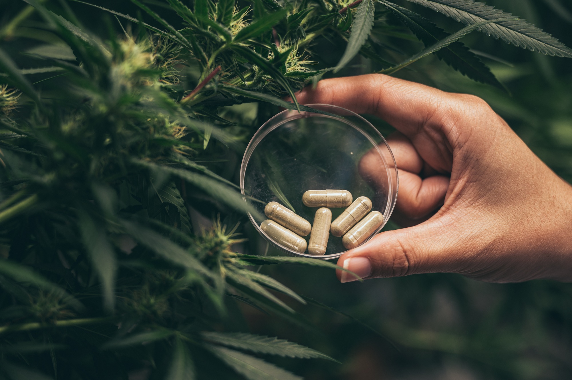 Herbal capsules from cannabis weed