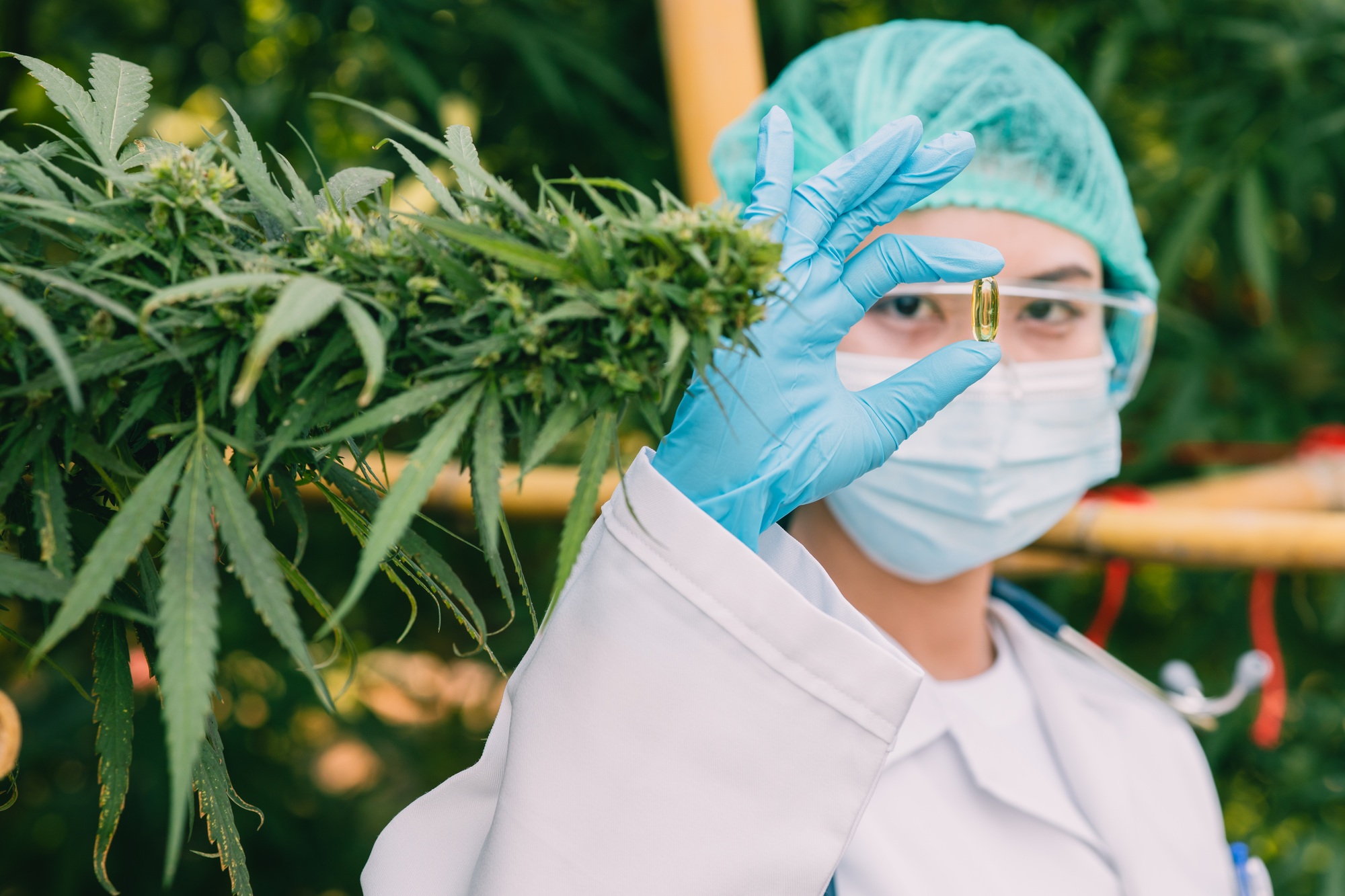 Sativa Cannabis Indica or Marijuana Oil extract for medicine herb containing in medical gel pill