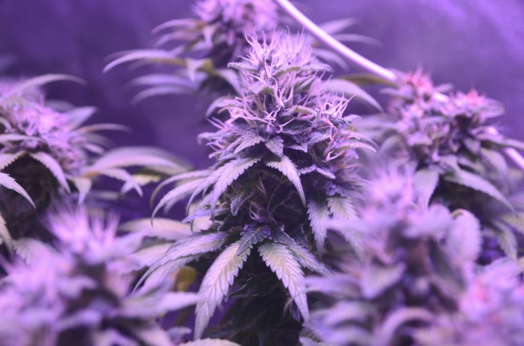 Cannabis Flower