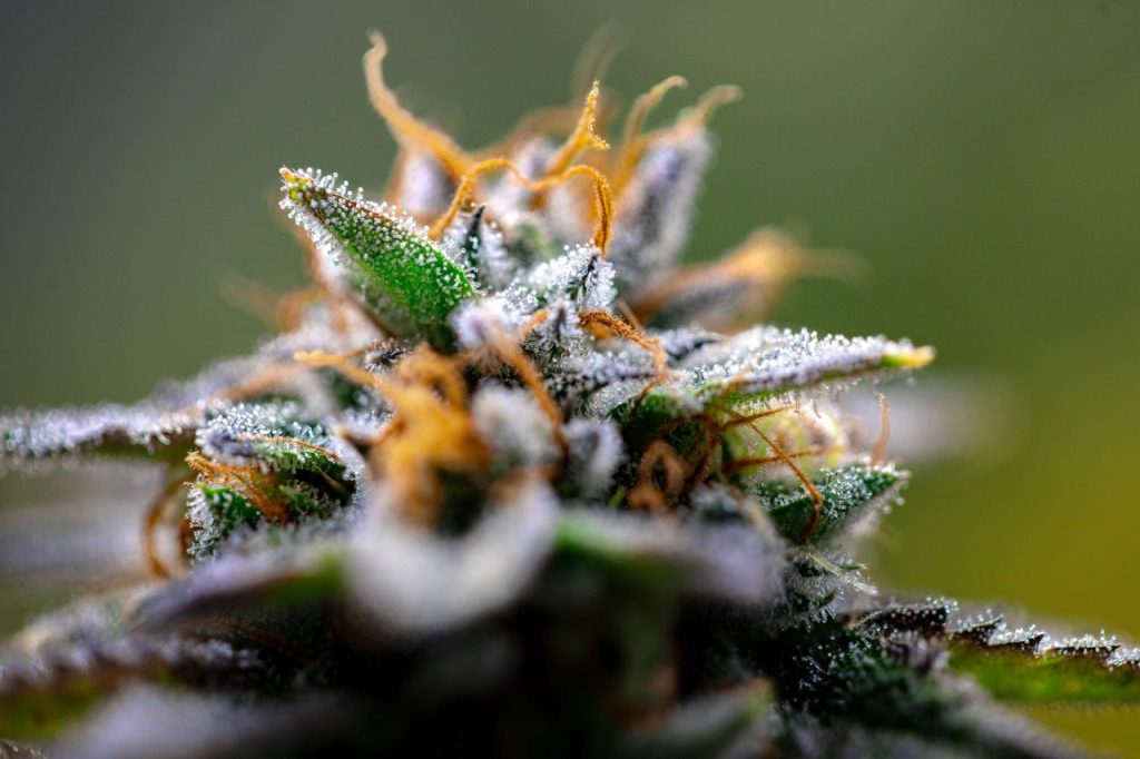 Cannabis Flower