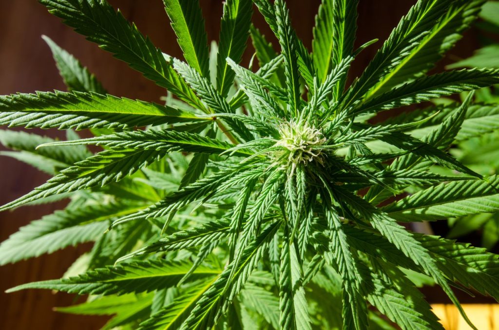 Cannabis Flower