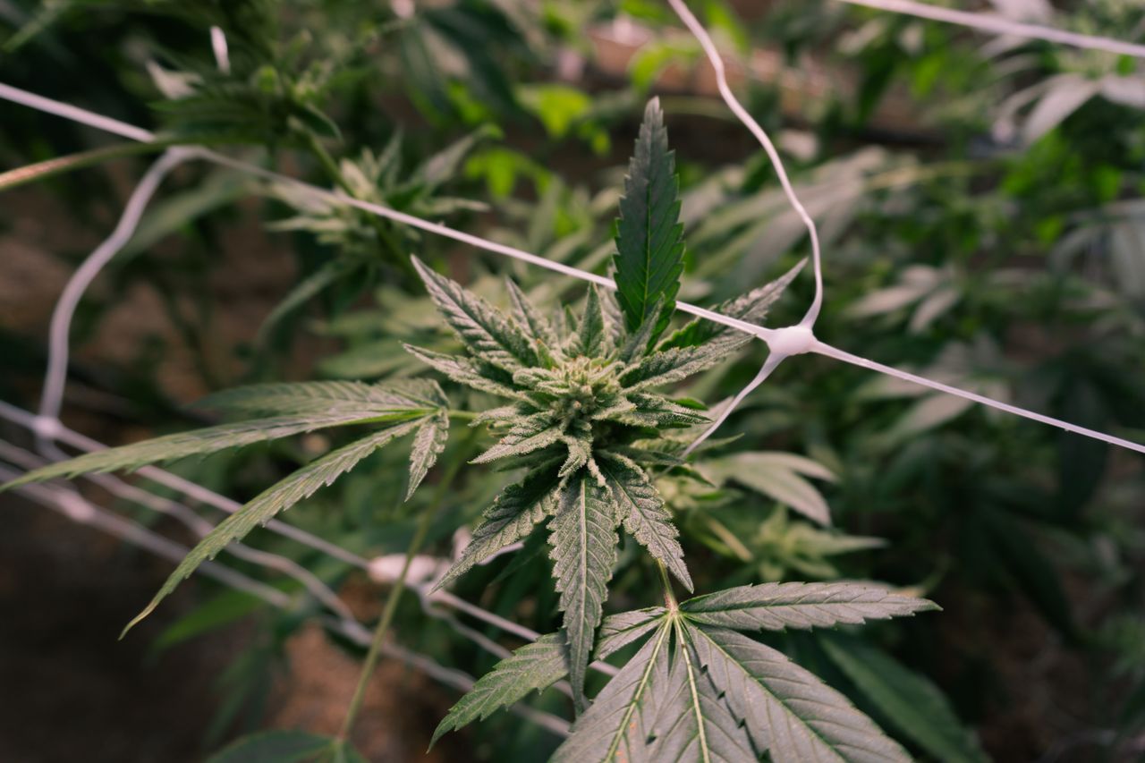 Cannabis Flower