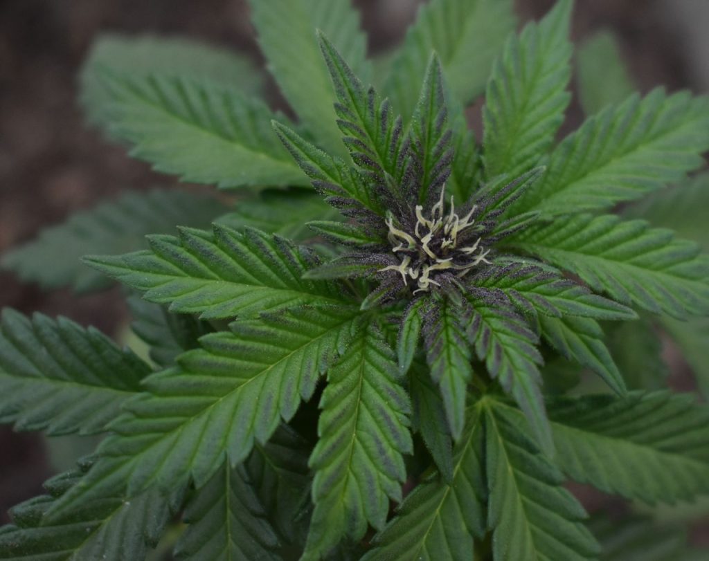 Cannabis Flower
