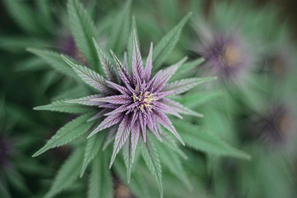 Cannabis Flower