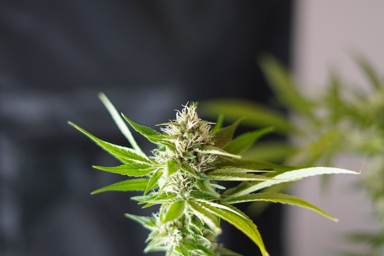 Cannabis Flower