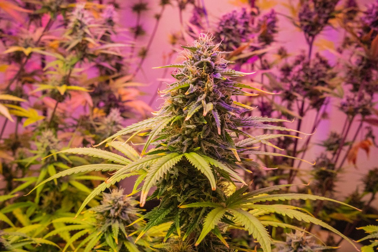 Cannabis Flower