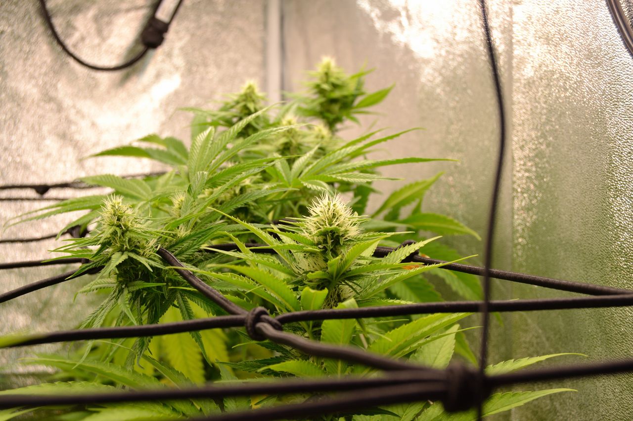 Cannabis Flower