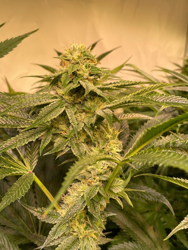 Cannabis Flower