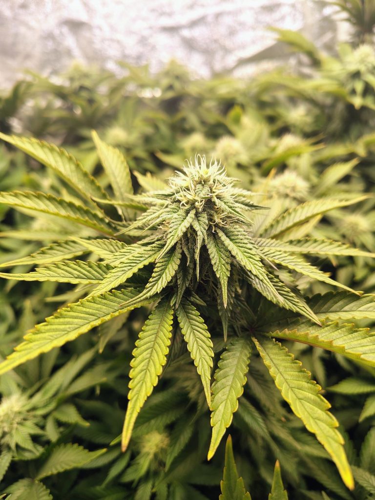 Cannabis Flower