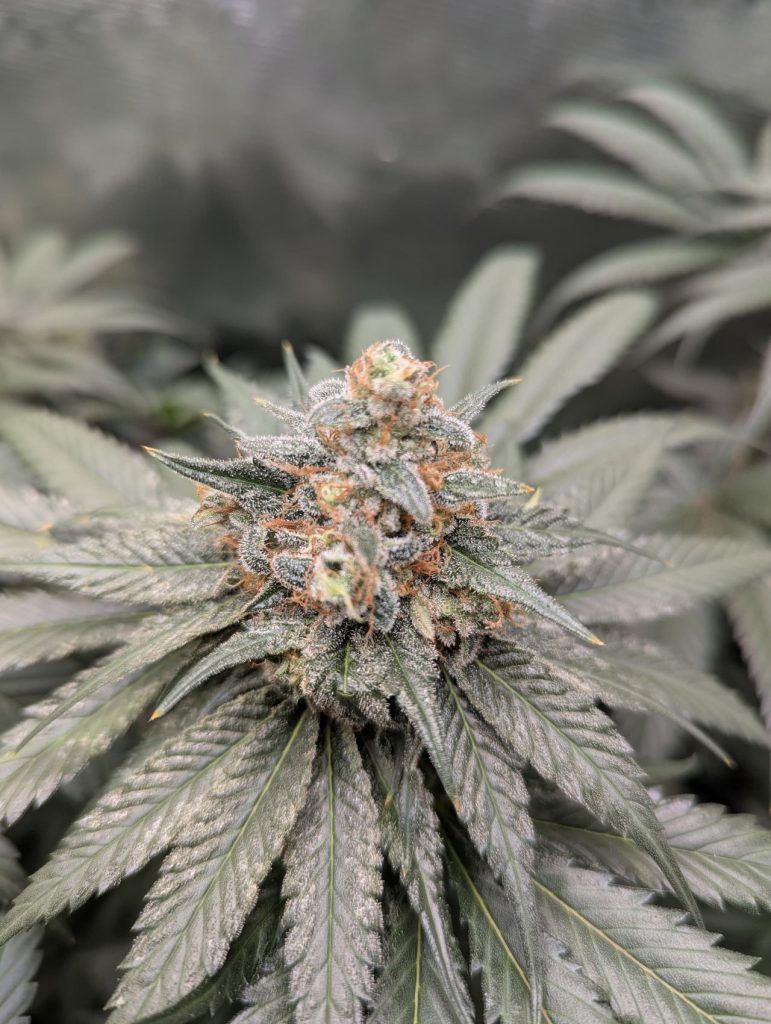 Cannabis Flower