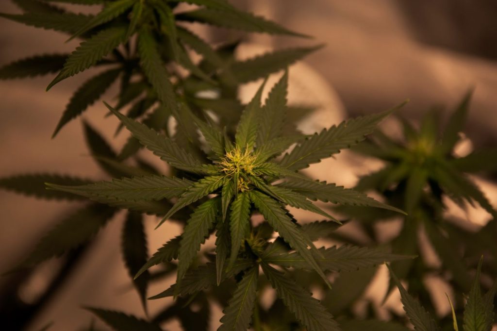 Cannabis Flower
